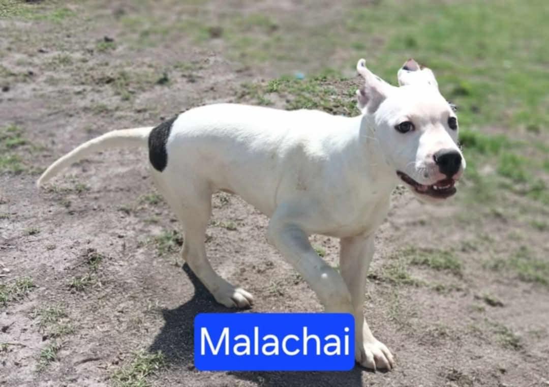 Malachai - FOSTER NEEDED!!!, Young Male Pit Bull Terrier