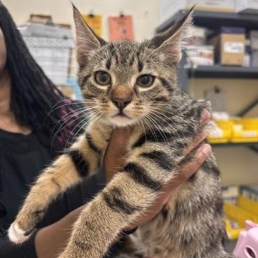 Umber, adopted, Kitten Male Tabby.