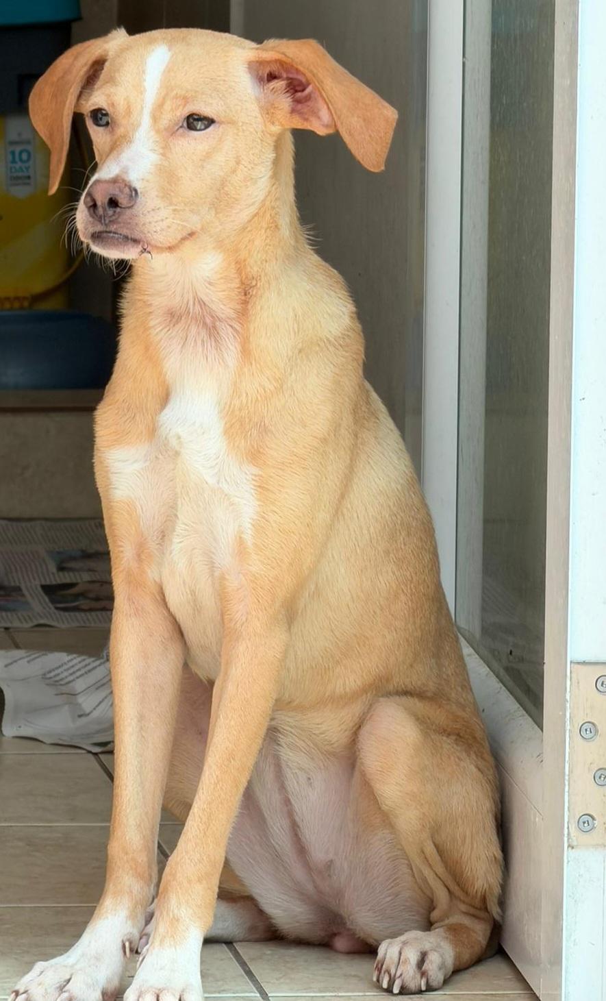 Karma, Adoptable, Puppy Female Labrador Retriever & Whippet.