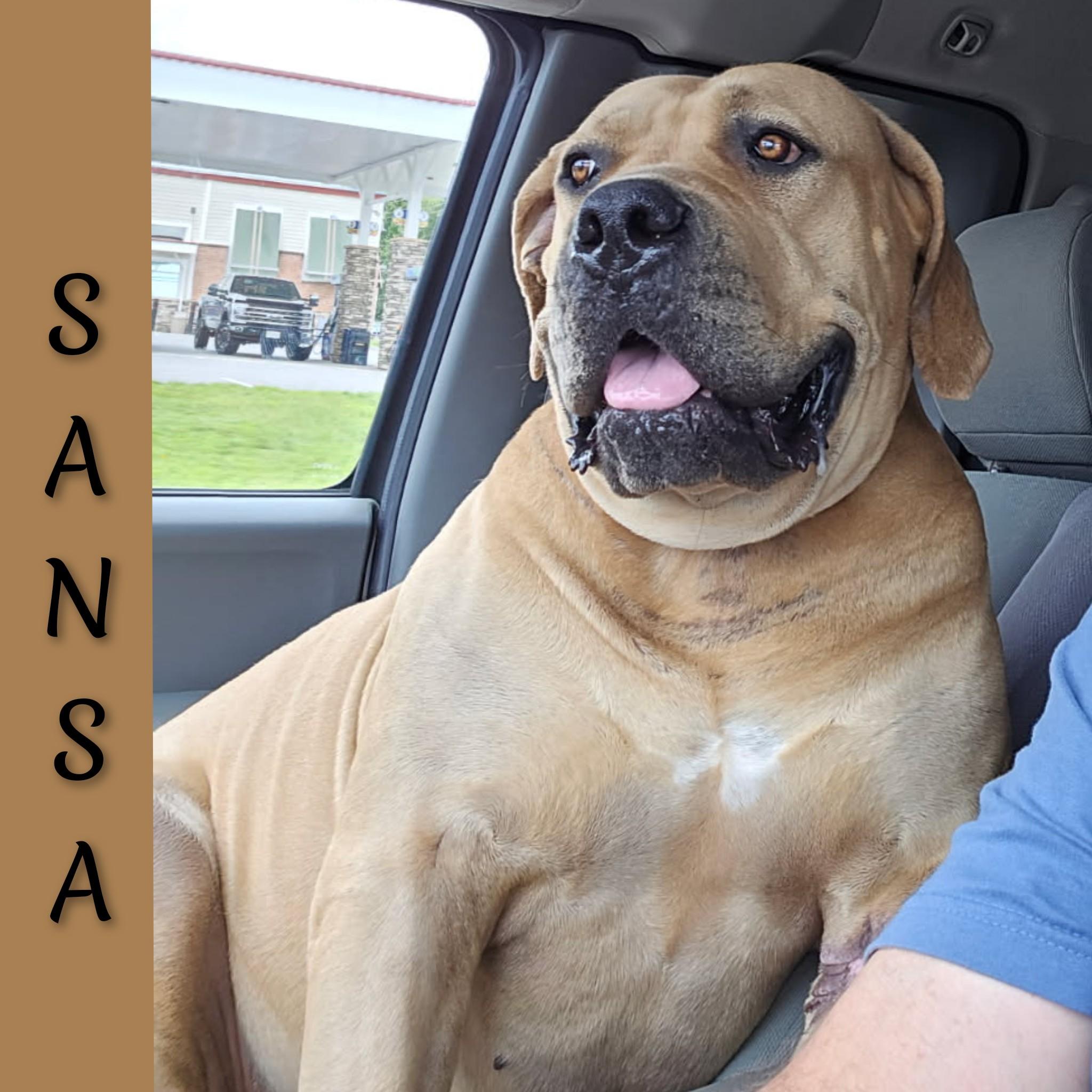 Sansa, Adoptable, Adult Female Boerboel.