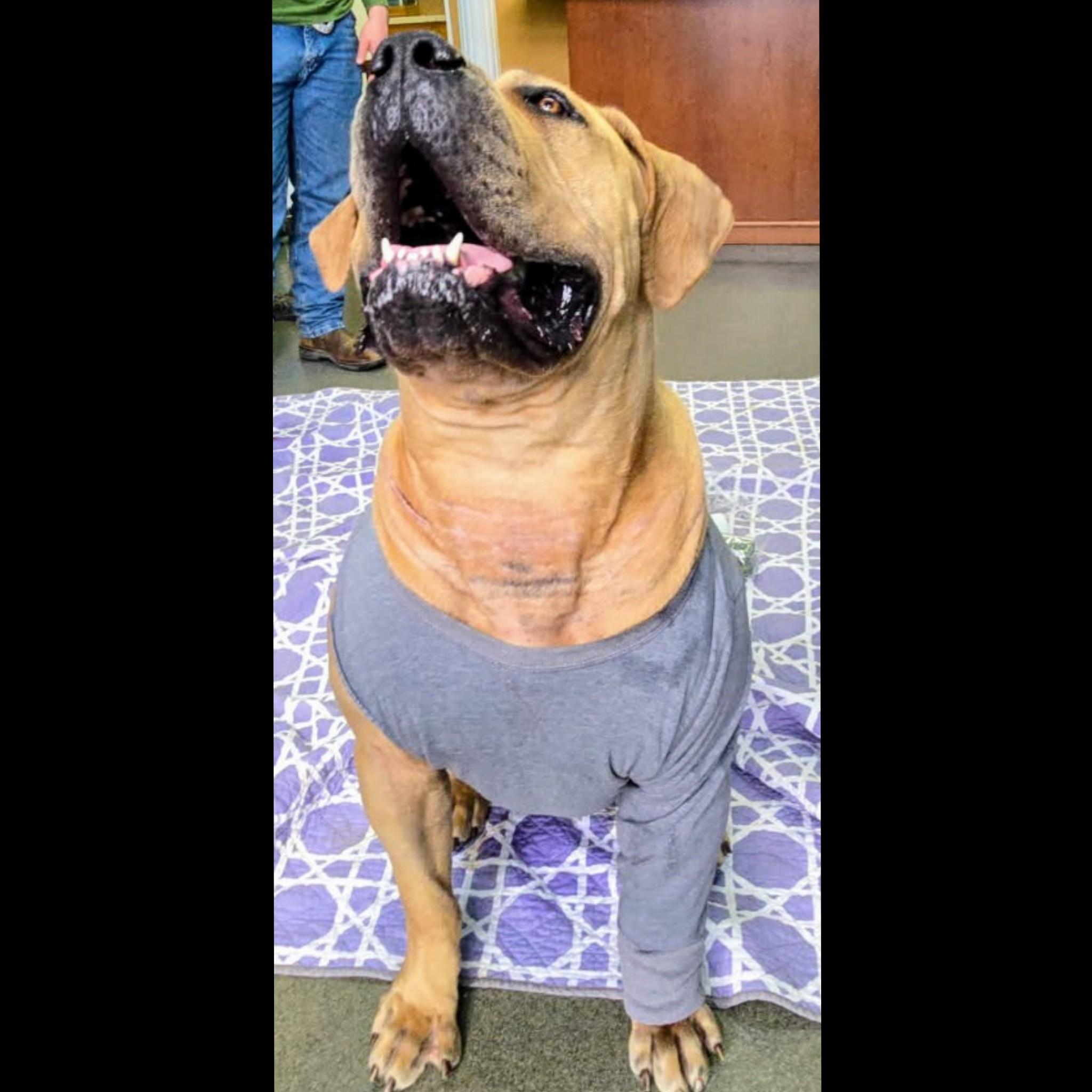 Enlarge Sansa, a ADOPTABLE Boerboel in Fredericksburg, VA image 5/6
