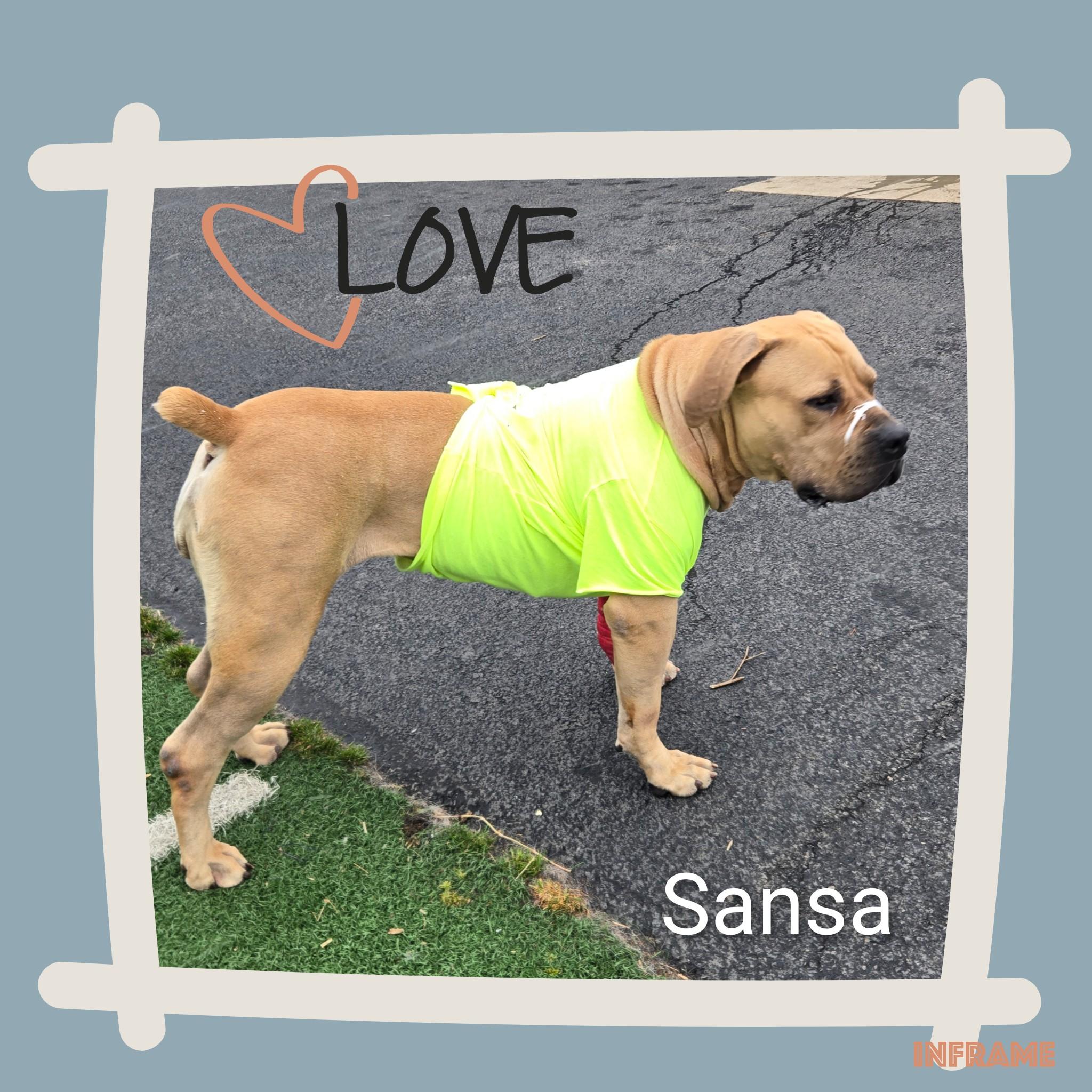 Enlarge Sansa, a ADOPTABLE Boerboel in Fredericksburg, VA image 3/6