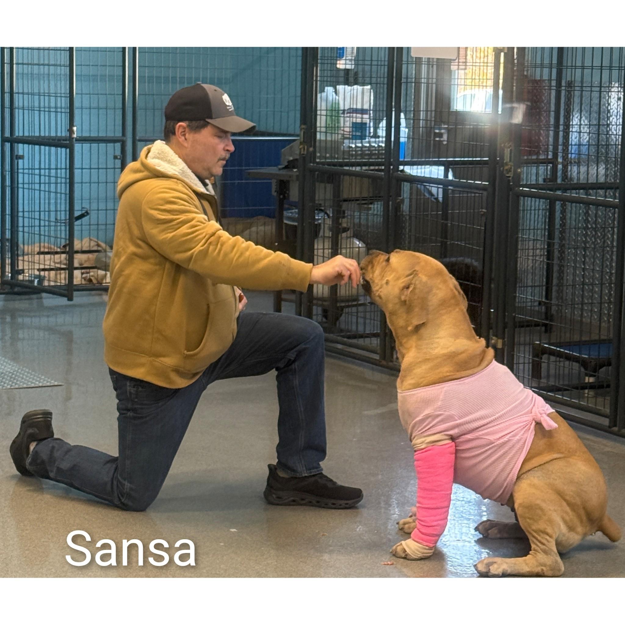 Enlarge Sansa, a ADOPTABLE Boerboel in Fredericksburg, VA image 6/6