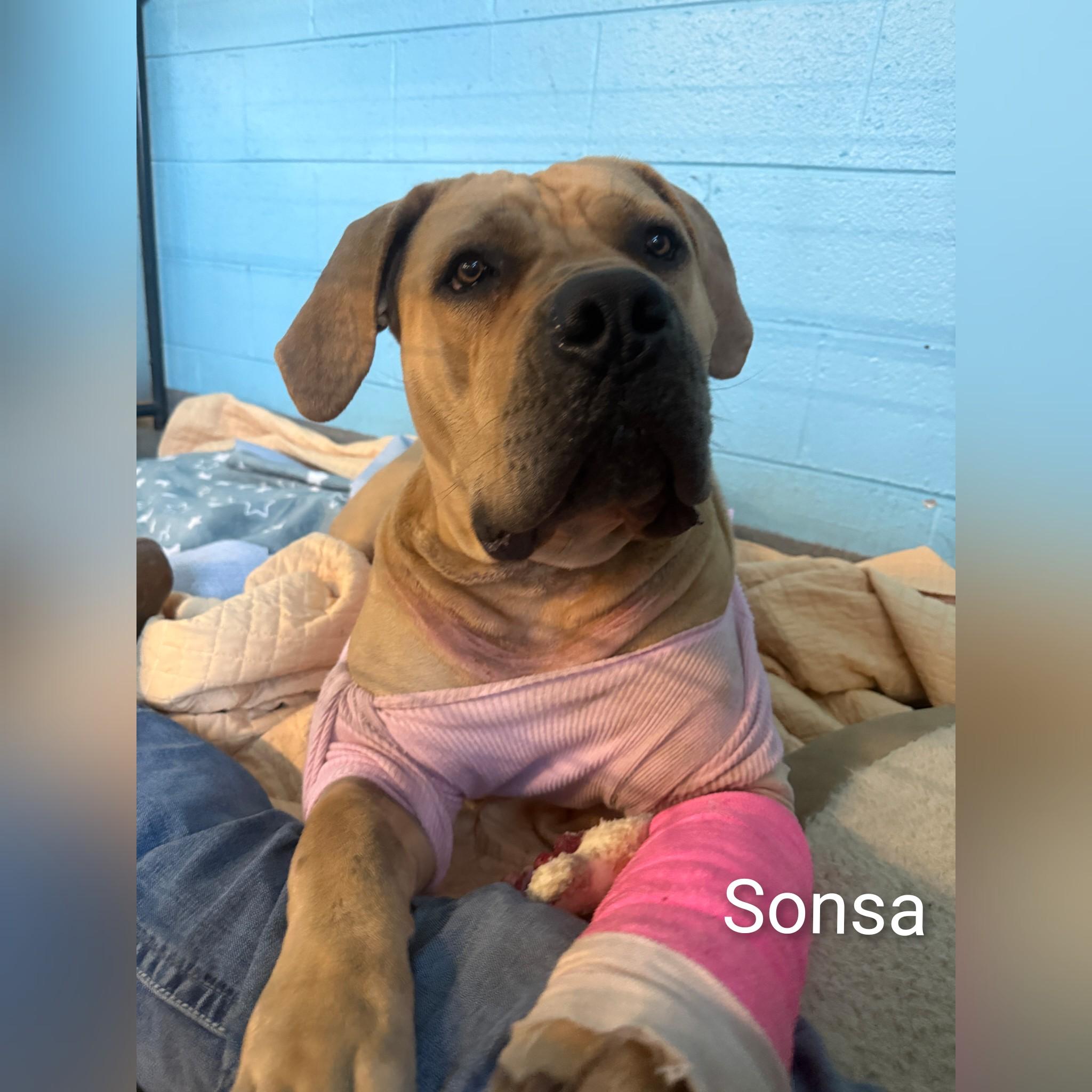 Enlarge Sansa, a ADOPTABLE Boerboel in Fredericksburg, VA image 4/6
