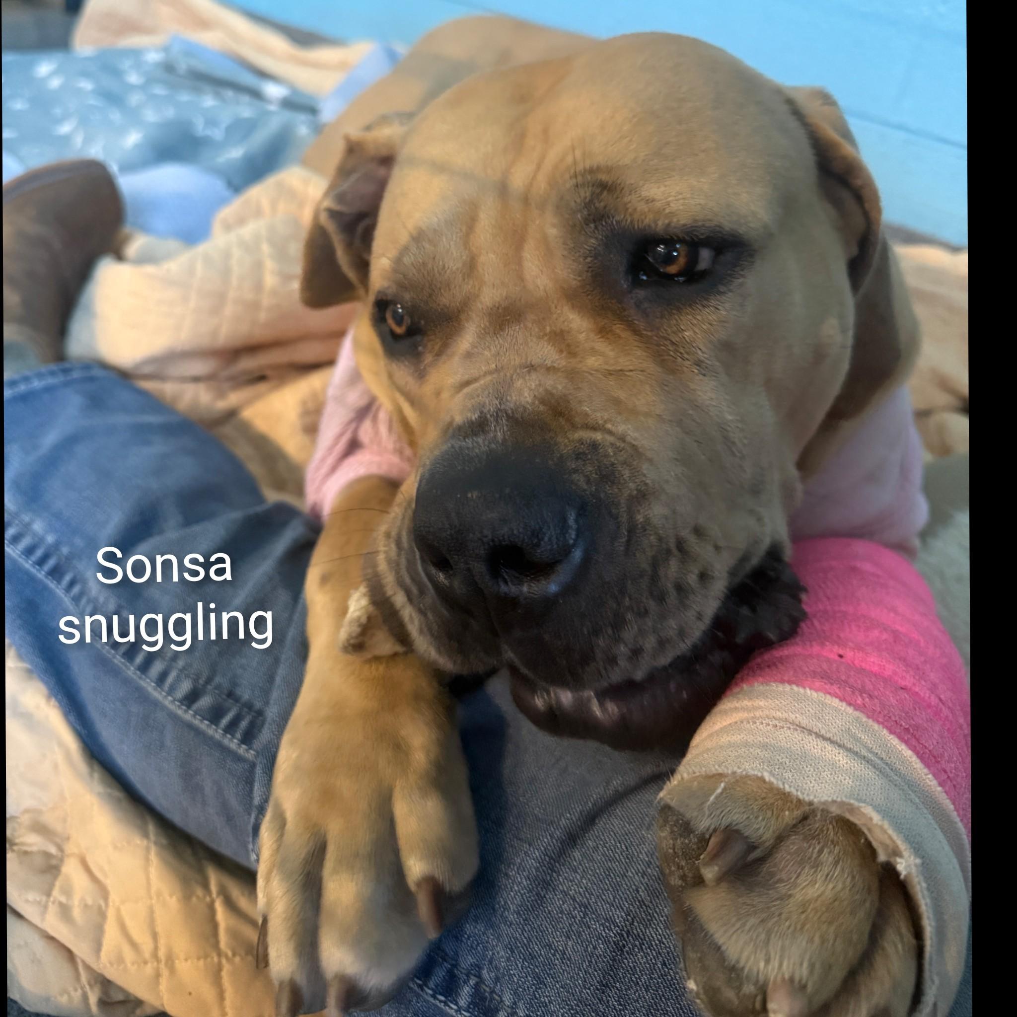 Enlarge Sansa, a ADOPTABLE Boerboel in Fredericksburg, VA image 1/6