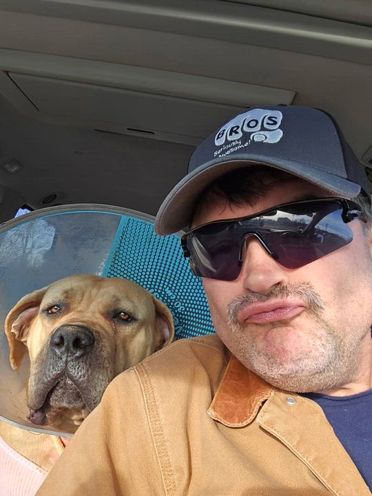 Enlarge Sansa, a ADOPTABLE Boerboel in Fredericksburg, VA video 2/6