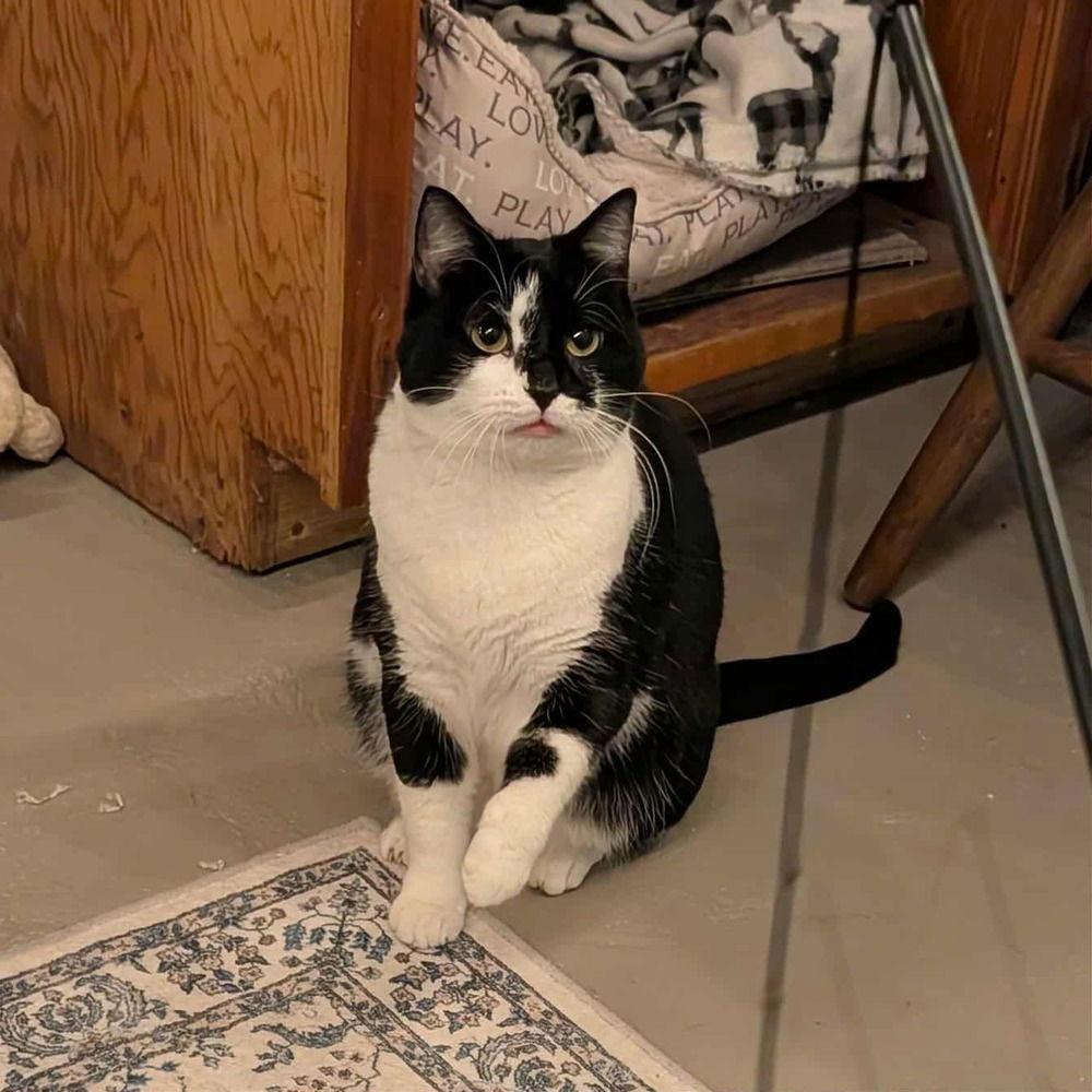 Skye Thea, a Adoptable Domestic Short Hair in Candler, NC image 1/3