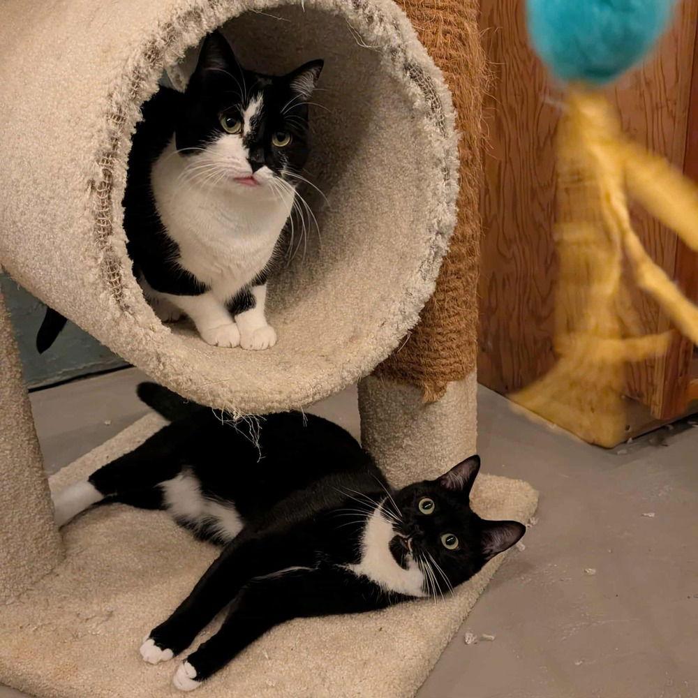 Skye Thea, a Adoptable Domestic Short Hair in Candler, NC image 2/3