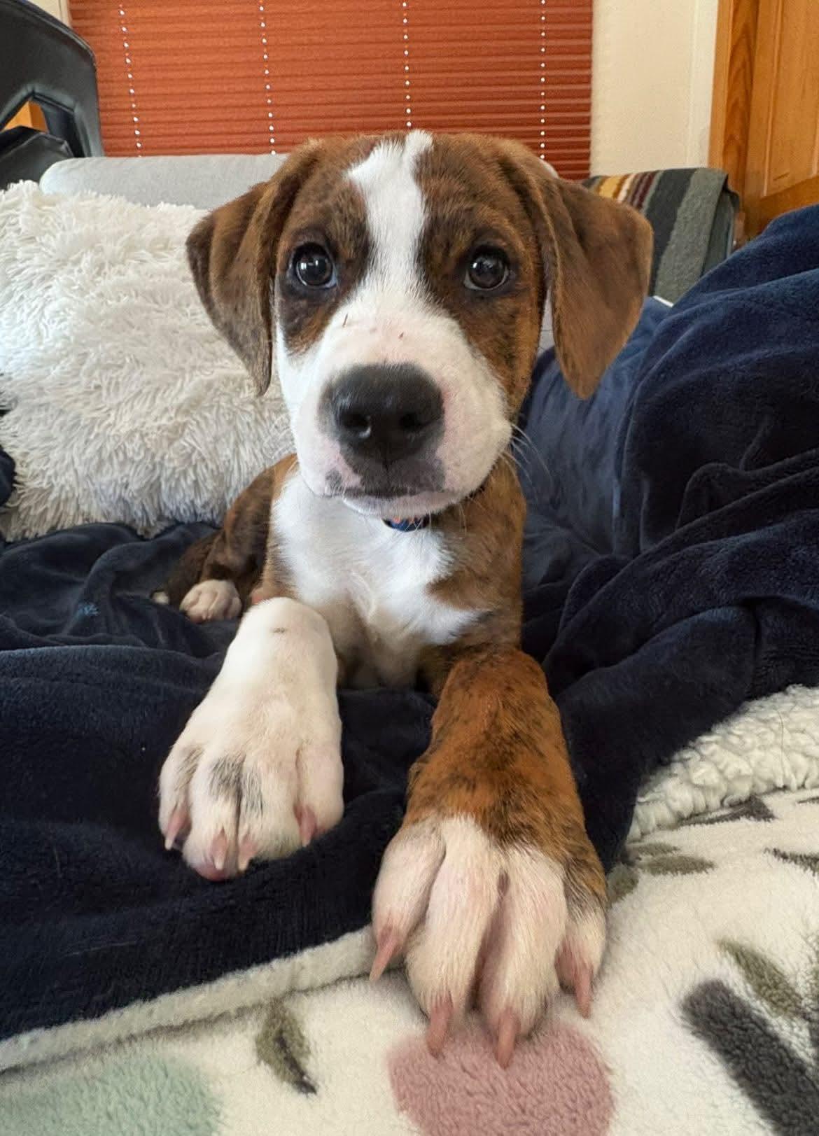 Anaheim, Adopted, Puppy Male Terrier.