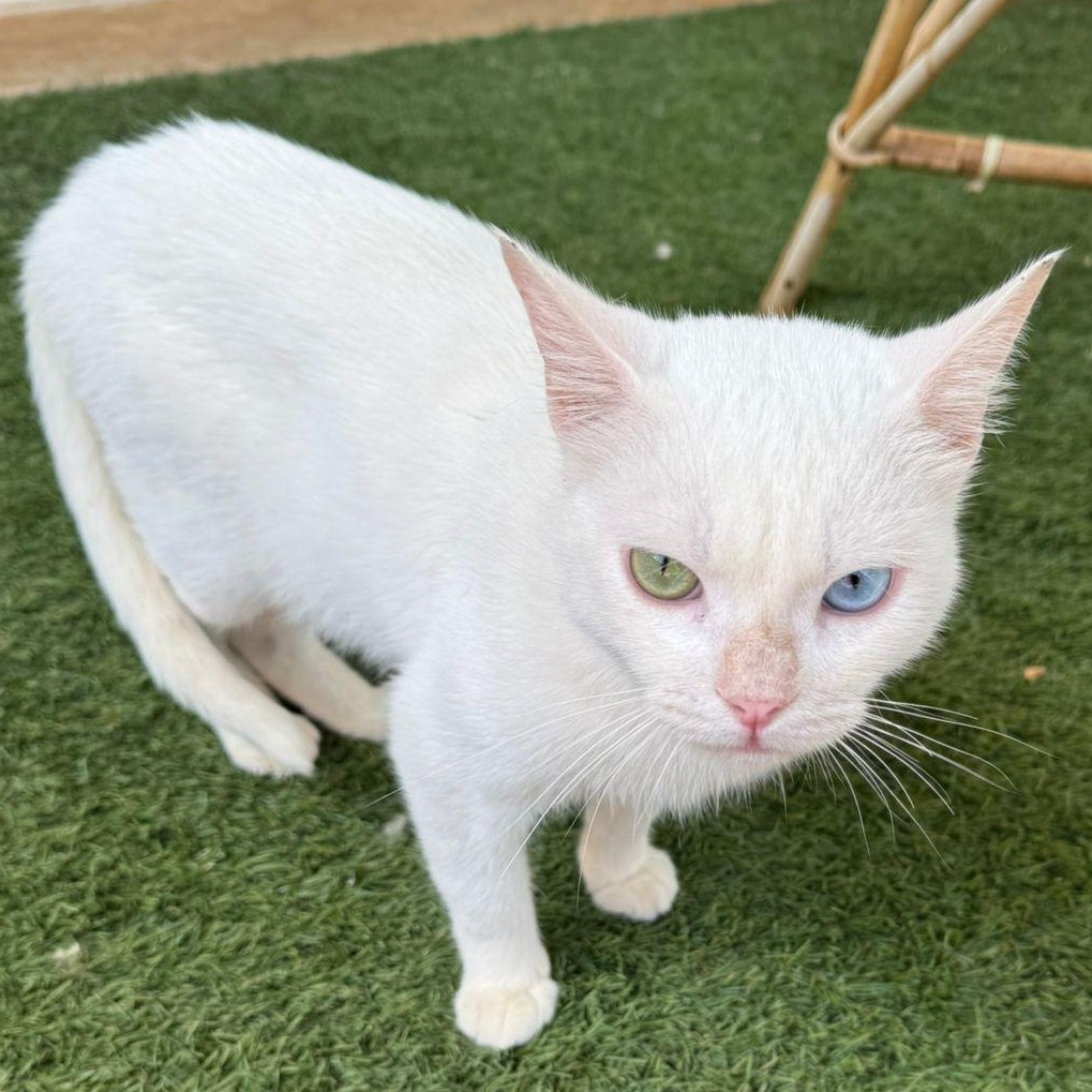 Hector- 2 different Eye colors