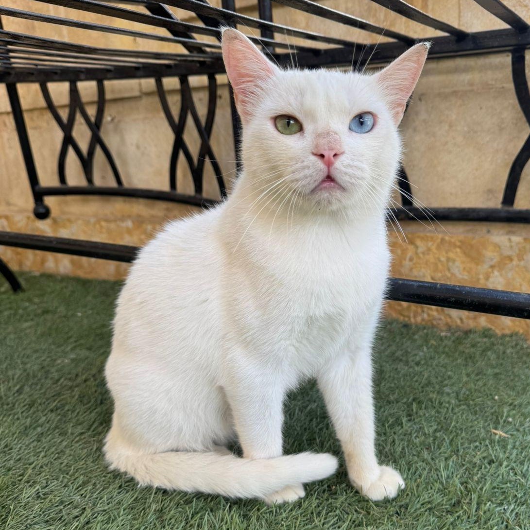 Hector- 2 different Eye colors