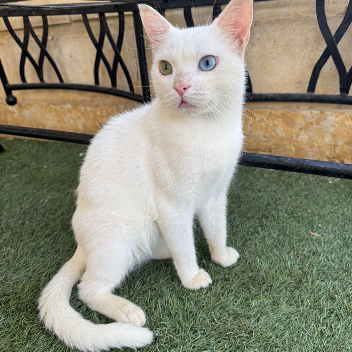 Hector- 2 different Eye colors