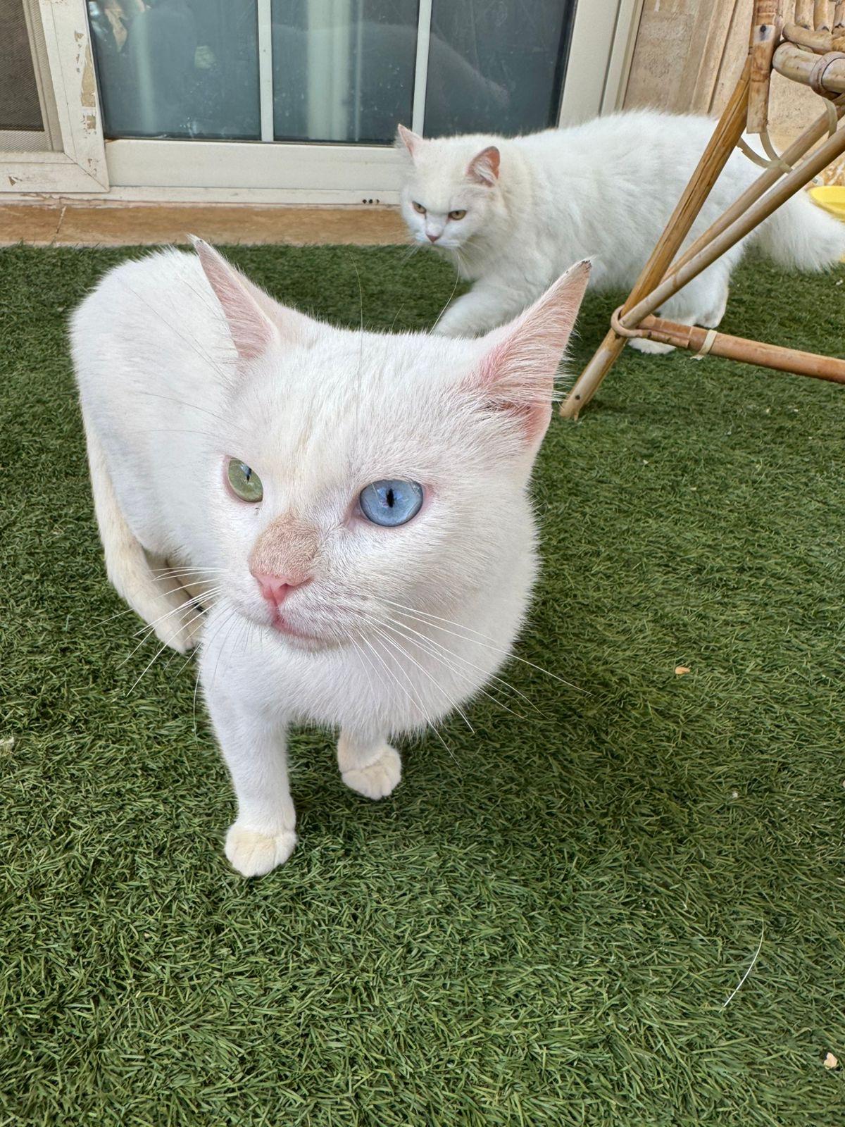 Hector- 2 different Eye colors