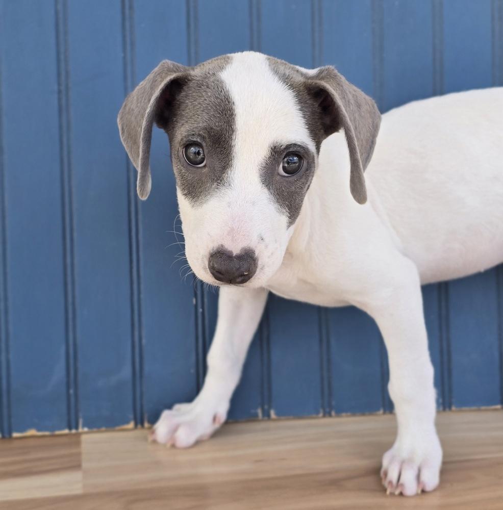 Enlarge Bella, a Adoptable mixed breed in Sedalia, CO image 2/5
