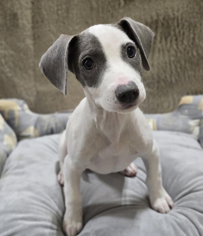 Enlarge Bella, a Adoptable mixed breed in Sedalia, CO image 5/5