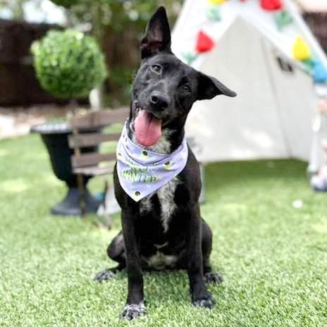 Lovey, an adopted mixed breed in Southport, CT image 6/6