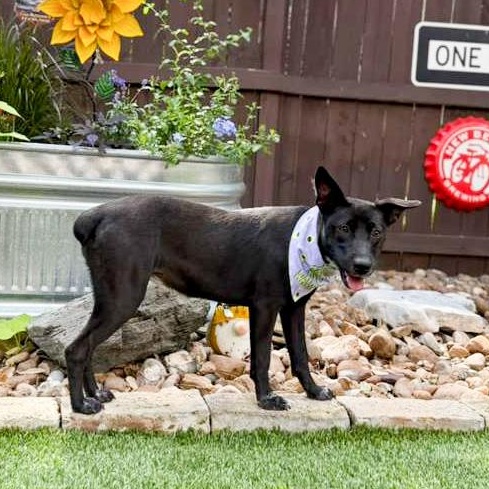 Lovey, an adopted mixed breed in Southport, CT image 4/6