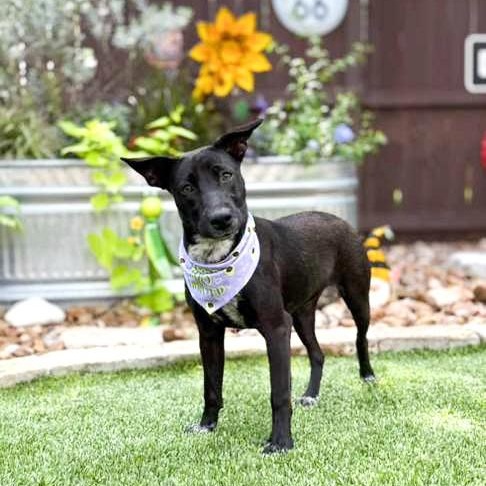 Lovey, an adopted mixed breed in Southport, CT image 5/6
