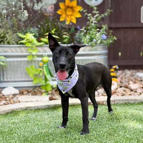 Lovey, adopted, Young Female Australian Cattle Dog / Blue Heeler.