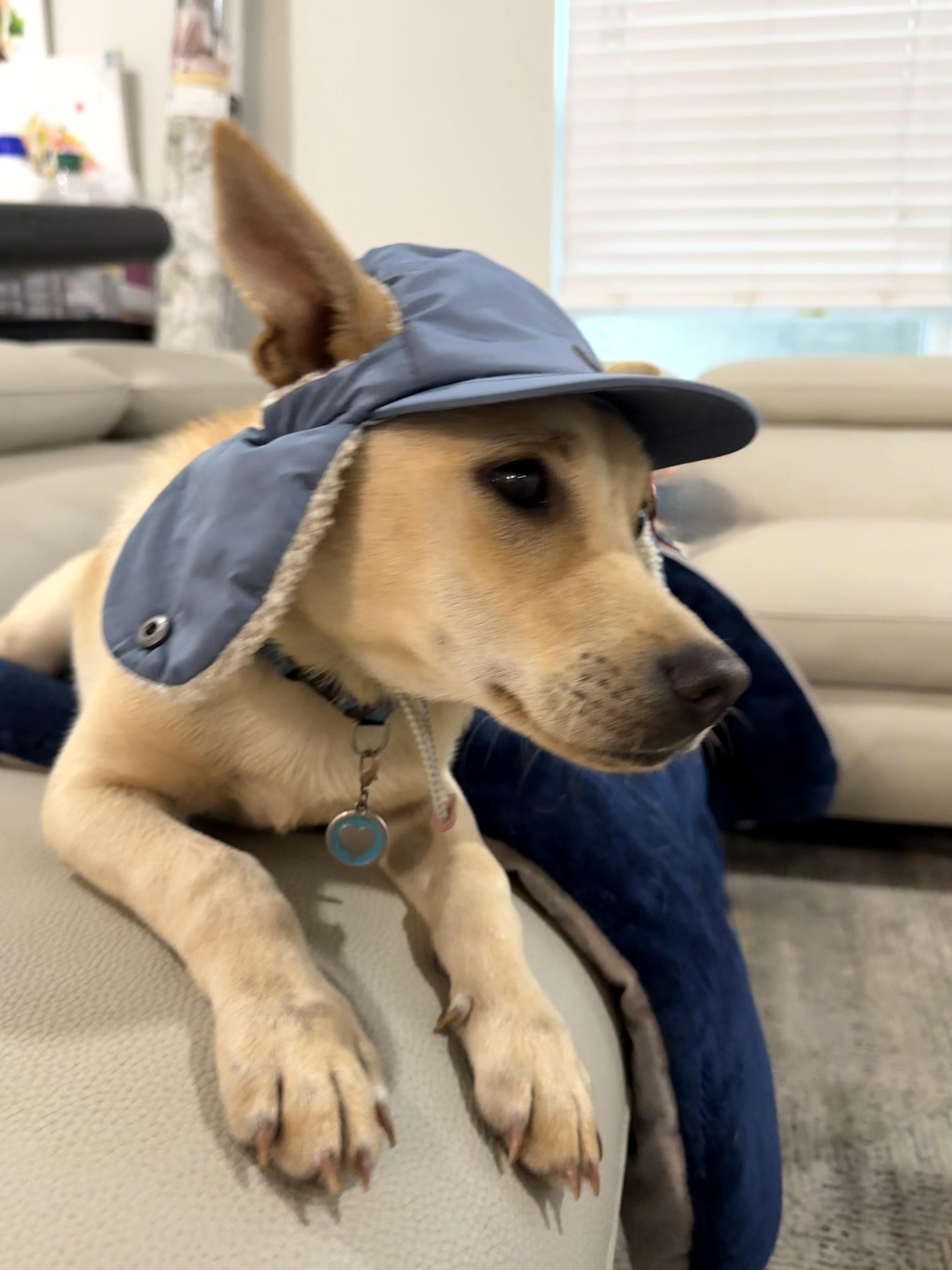 Bleu is fabulous #18, Adoptable, Puppy Male Chihuahua & Schnauzer.