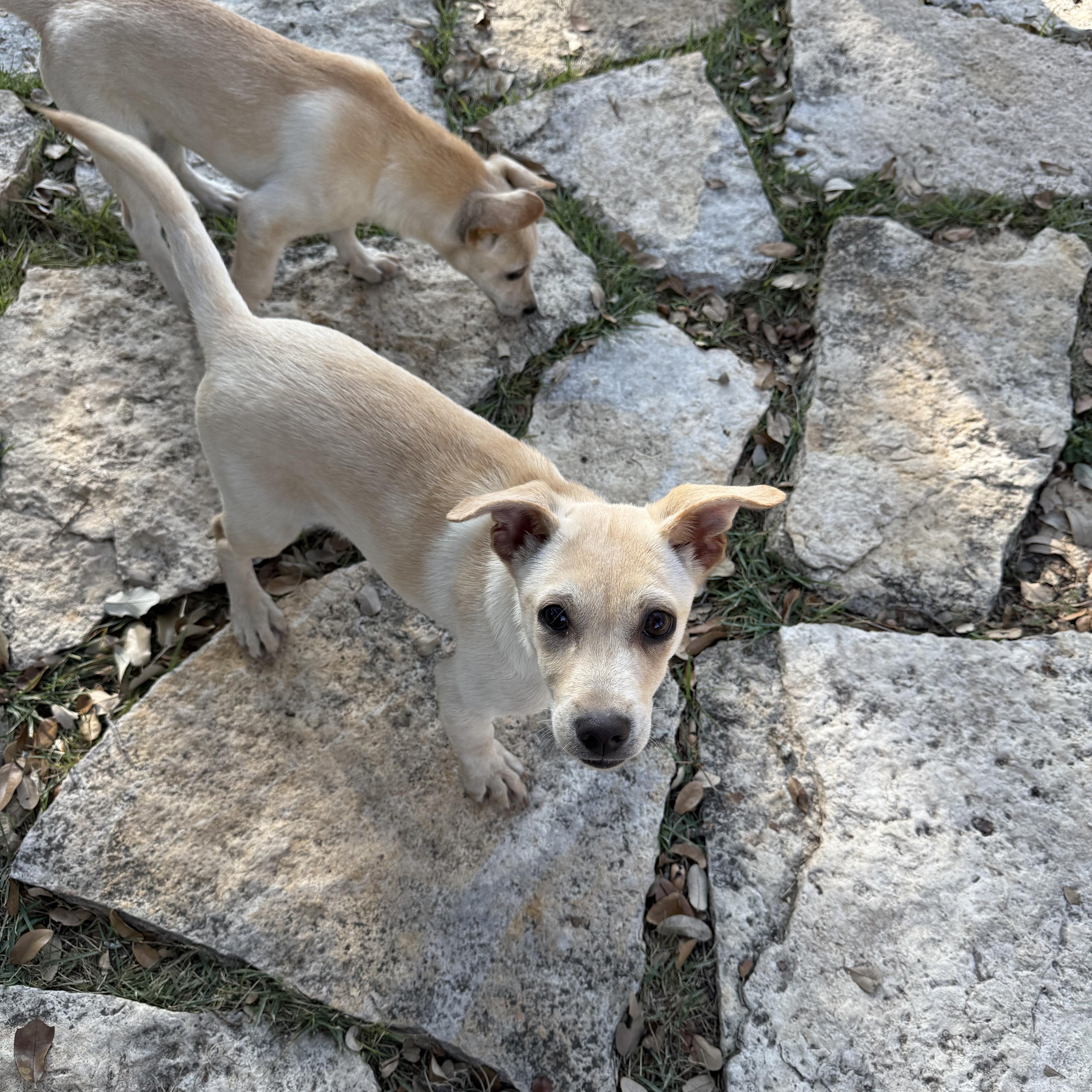 Enlarge Bleu is fabulous #18, a Adoptable mixed breed in Lockhart, TX image 6/6