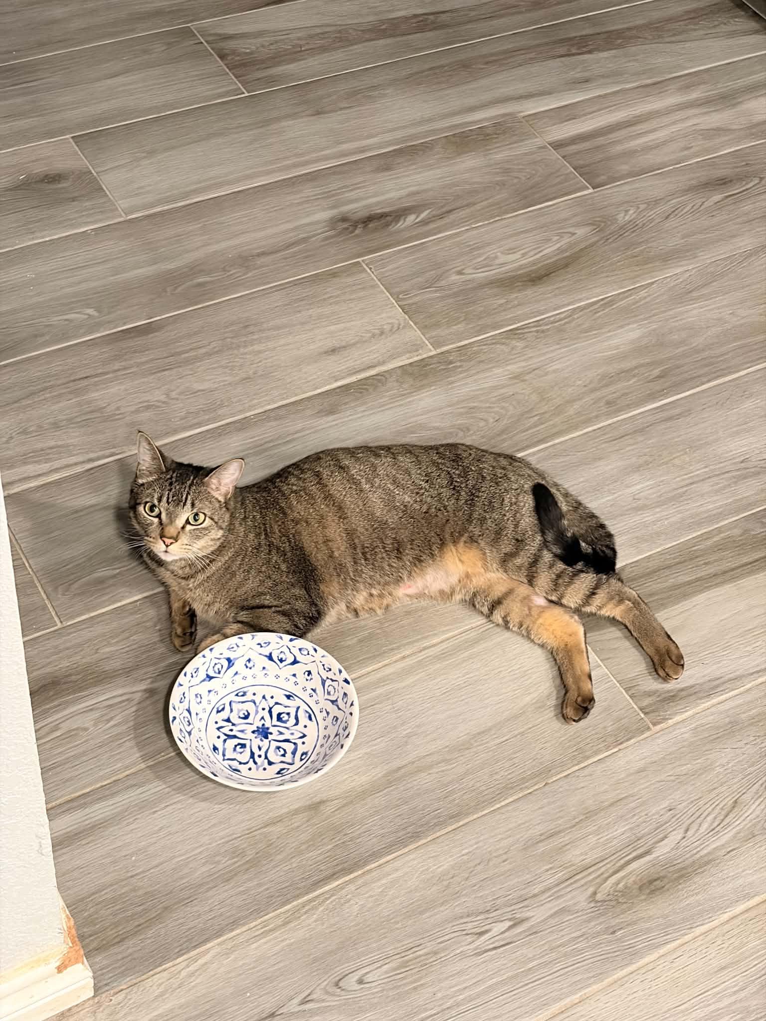 Chupa, adopted, Adult Male Domestic Short Hair & Tabby.