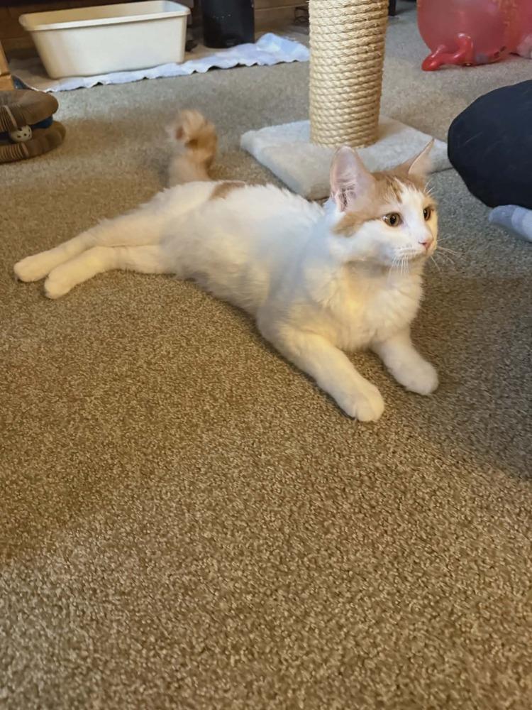 Enlarge Cupcake, a Adoptable Domestic Short Hair in Plymouth, MN image 1/4