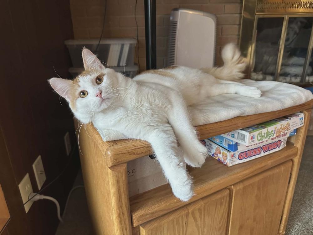 Enlarge Cupcake, a Adoptable Domestic Short Hair in Plymouth, MN image 2/4