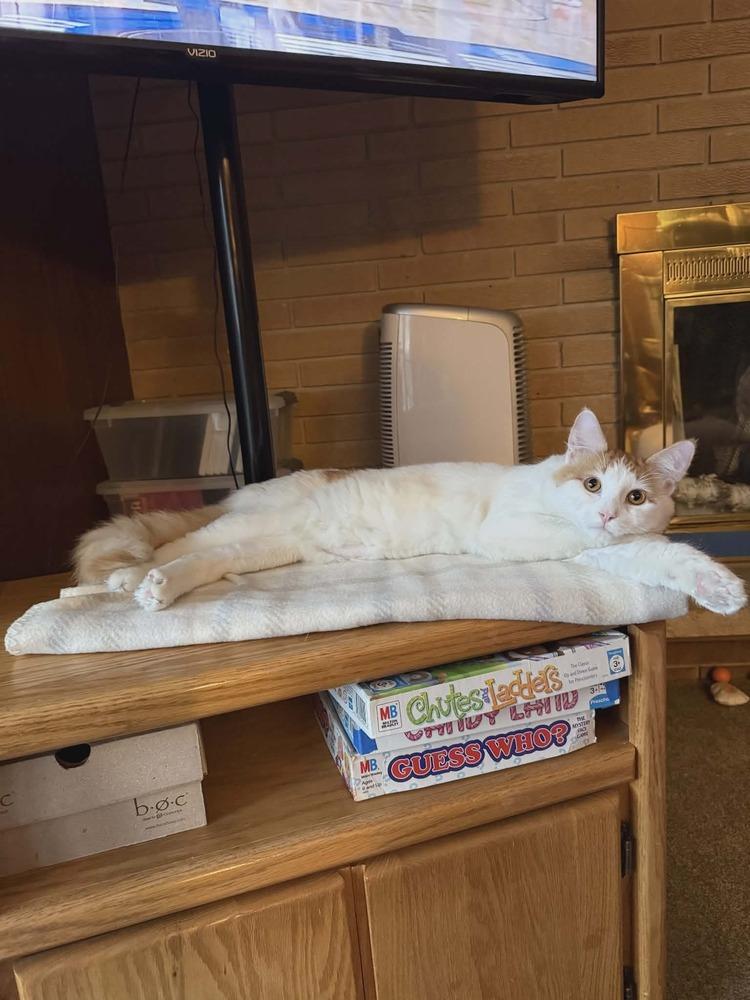 Enlarge Cupcake, a Adoptable Domestic Short Hair in Plymouth, MN image 3/4