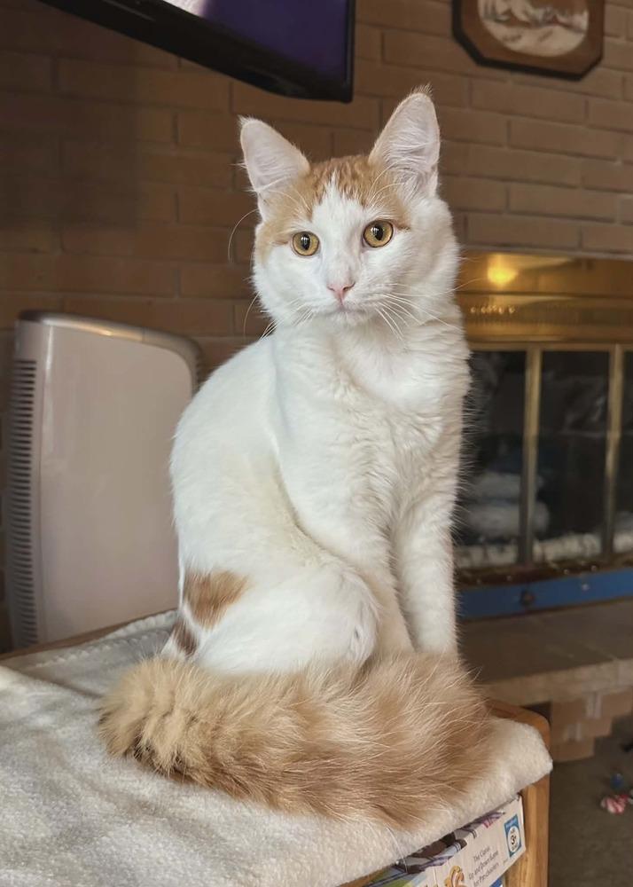 Enlarge Cupcake, a Adoptable Domestic Short Hair in Plymouth, MN image 4/4