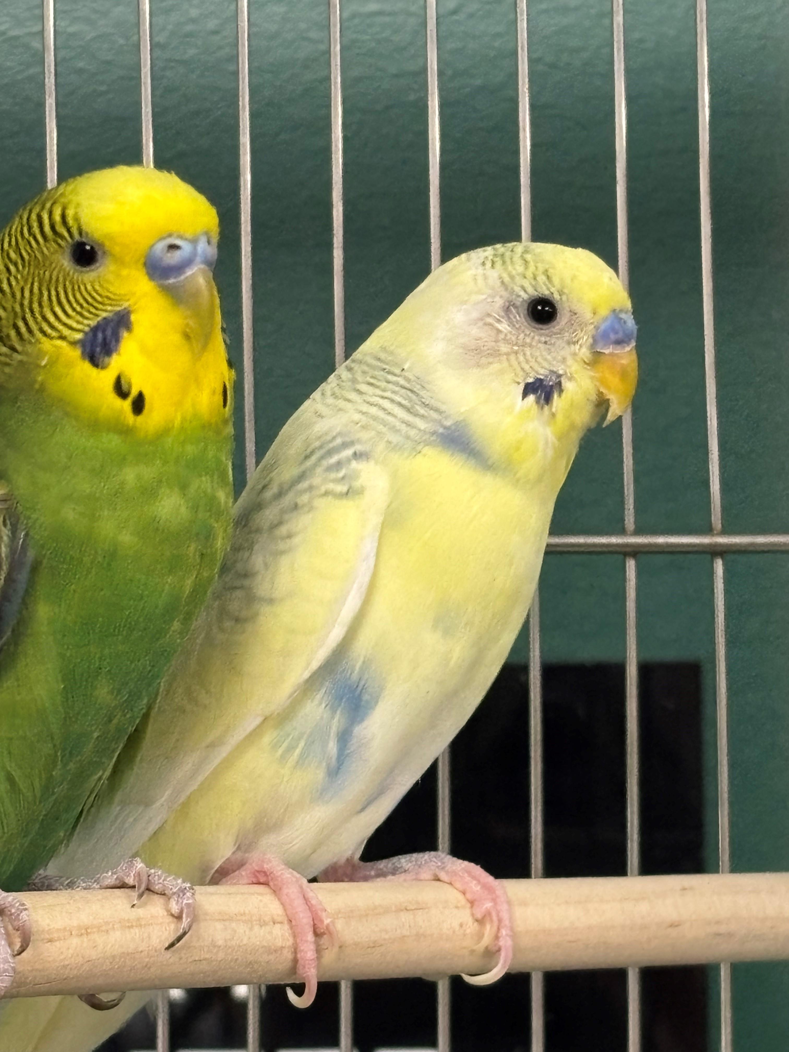 Apricot, Adoptable, Young Unknown Parakeet (Other).