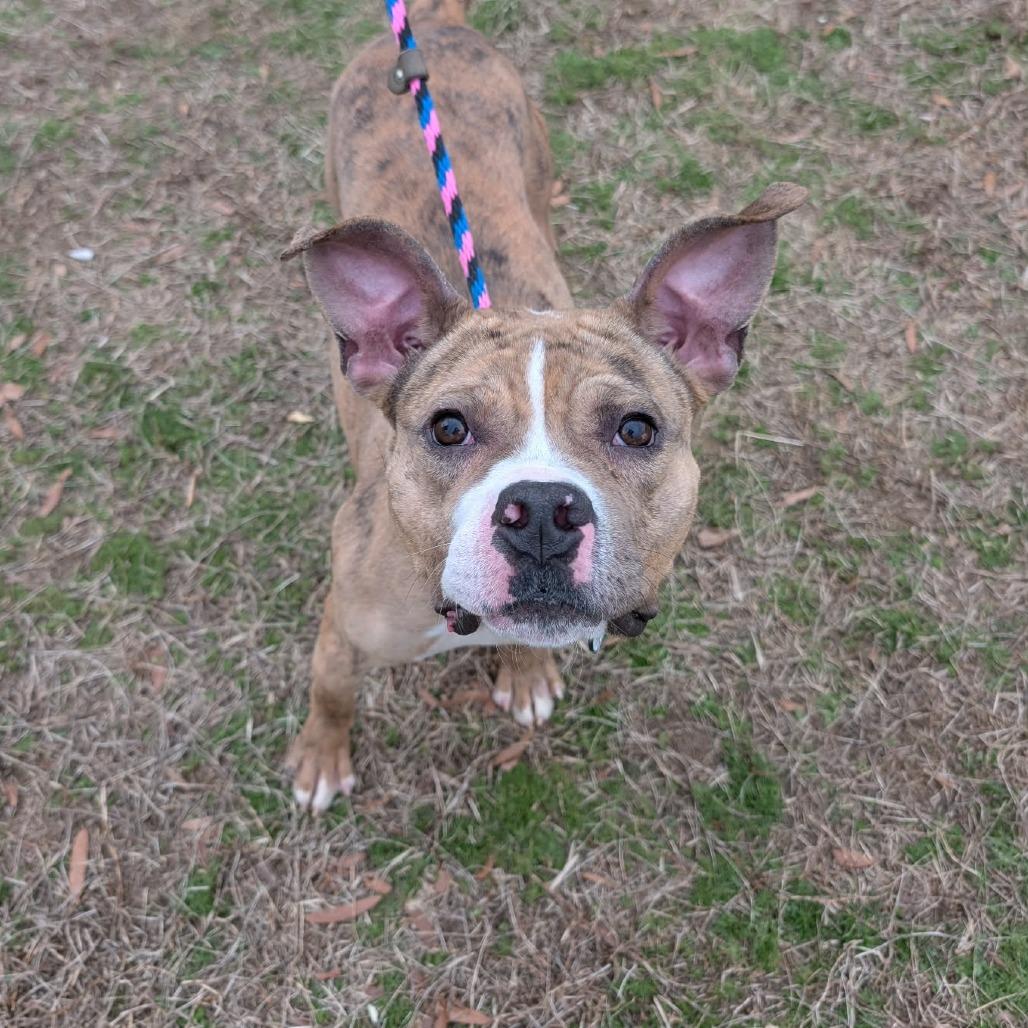 Enlarge Gardenia, a Adoptable Pit Bull Terrier in York, PA image 1/6