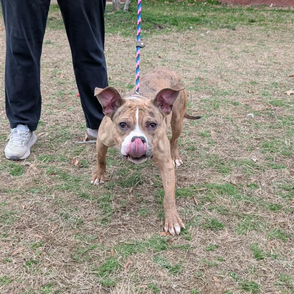 Enlarge Gardenia, a Adoptable Pit Bull Terrier in York, PA image 2/6