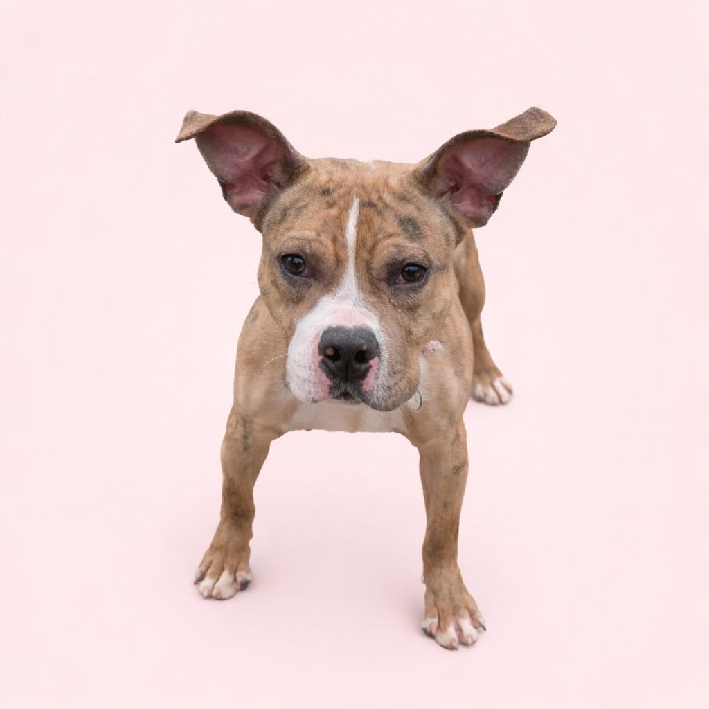 Gardenia, Adoptable, Adult Female Pit Bull Terrier.