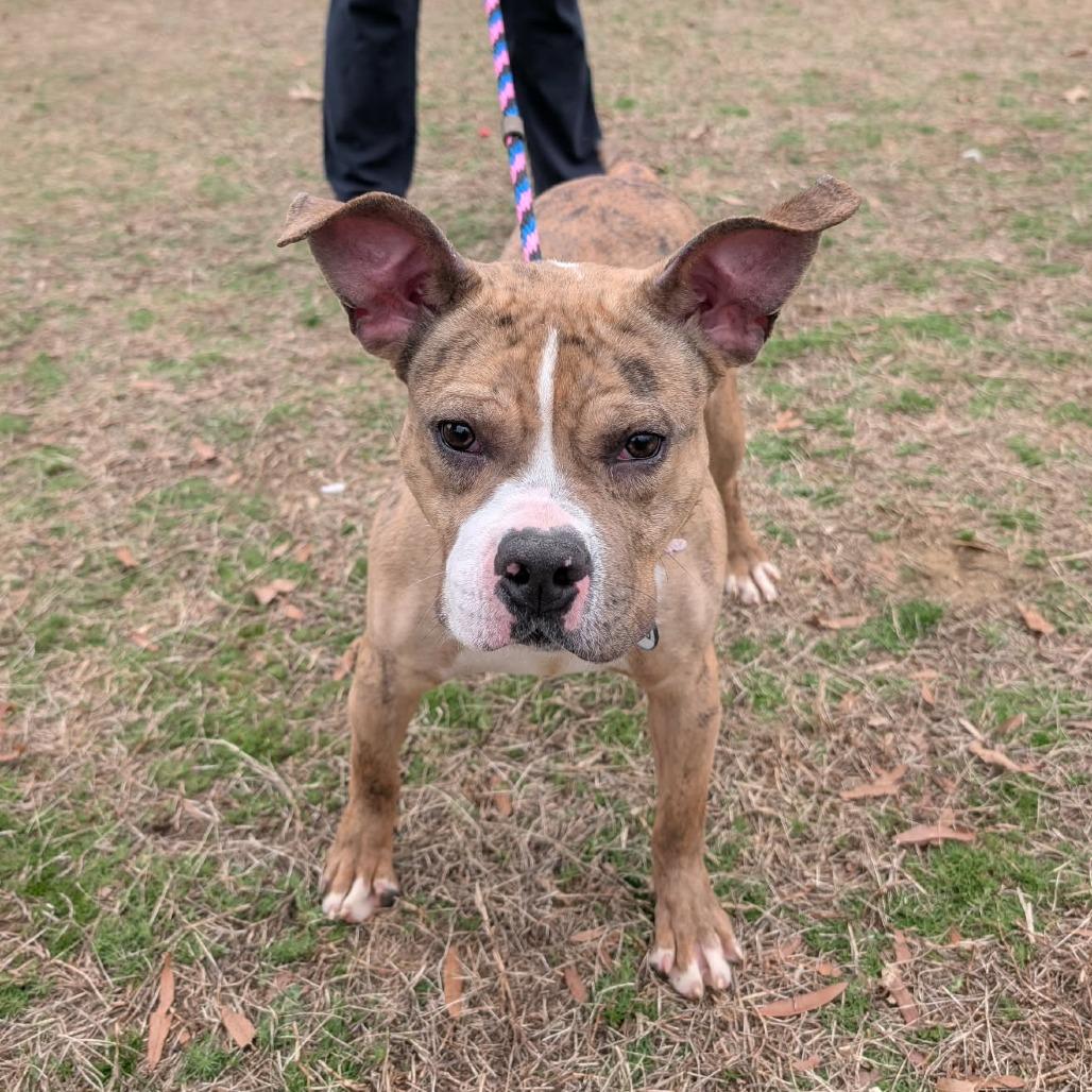 Enlarge Gardenia, a Adoptable Pit Bull Terrier in York, PA image 4/6