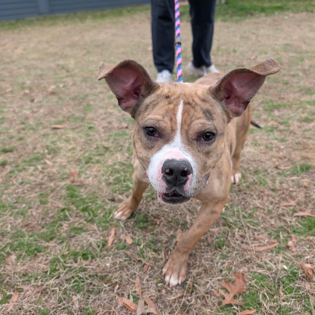 Enlarge Gardenia, a Adoptable Pit Bull Terrier in York, PA image 5/6
