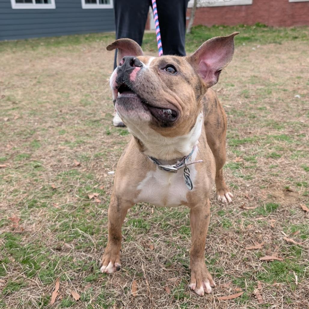 Enlarge Gardenia, a Adoptable Pit Bull Terrier in York, PA image 6/6