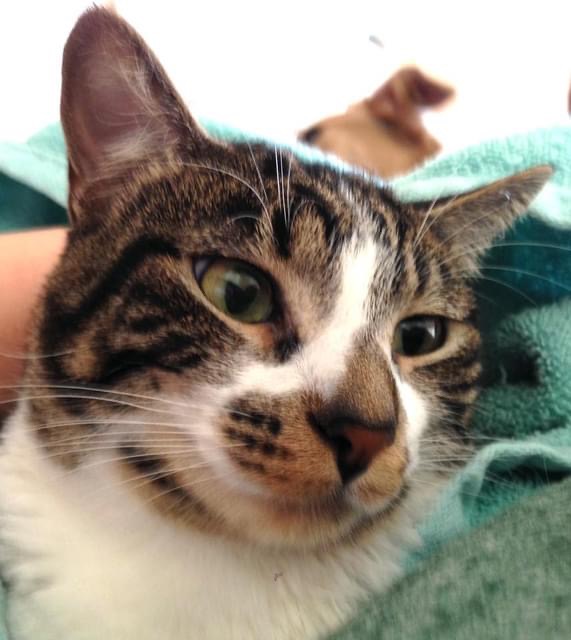 Cat for adoption Fifi, an American Shorthair in Bellevue, WA Petfinder