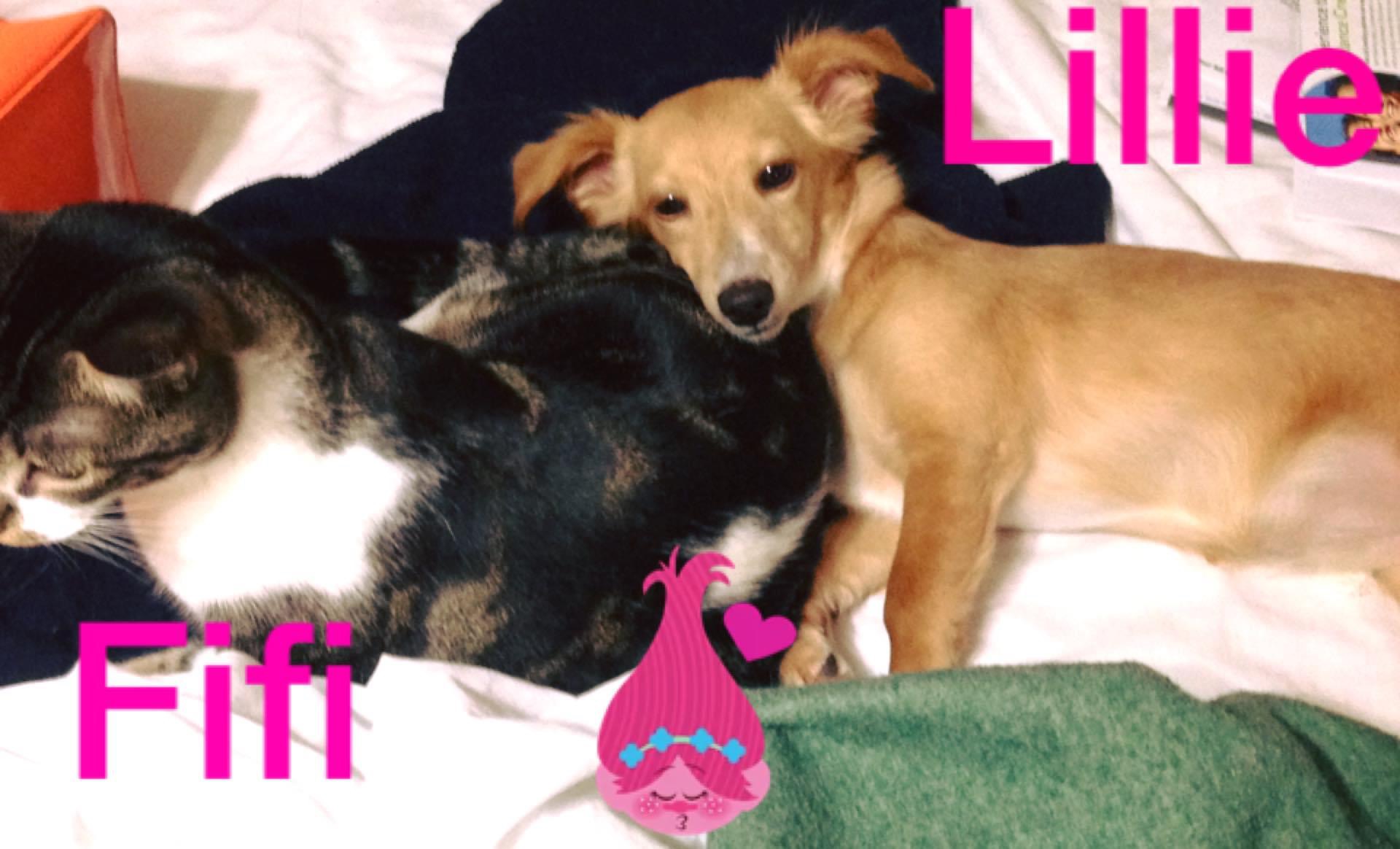 Cat for adoption Fifi, an American Shorthair in Bellevue, WA Petfinder