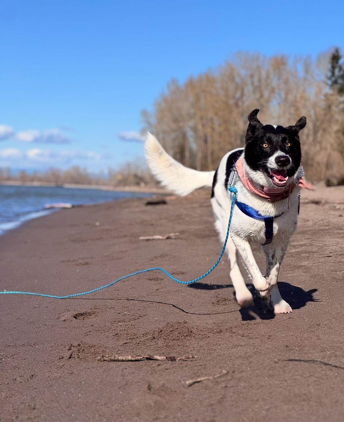 Enlarge Piper, a Adoptable Border Collie in Vancouver, WA image 1/6