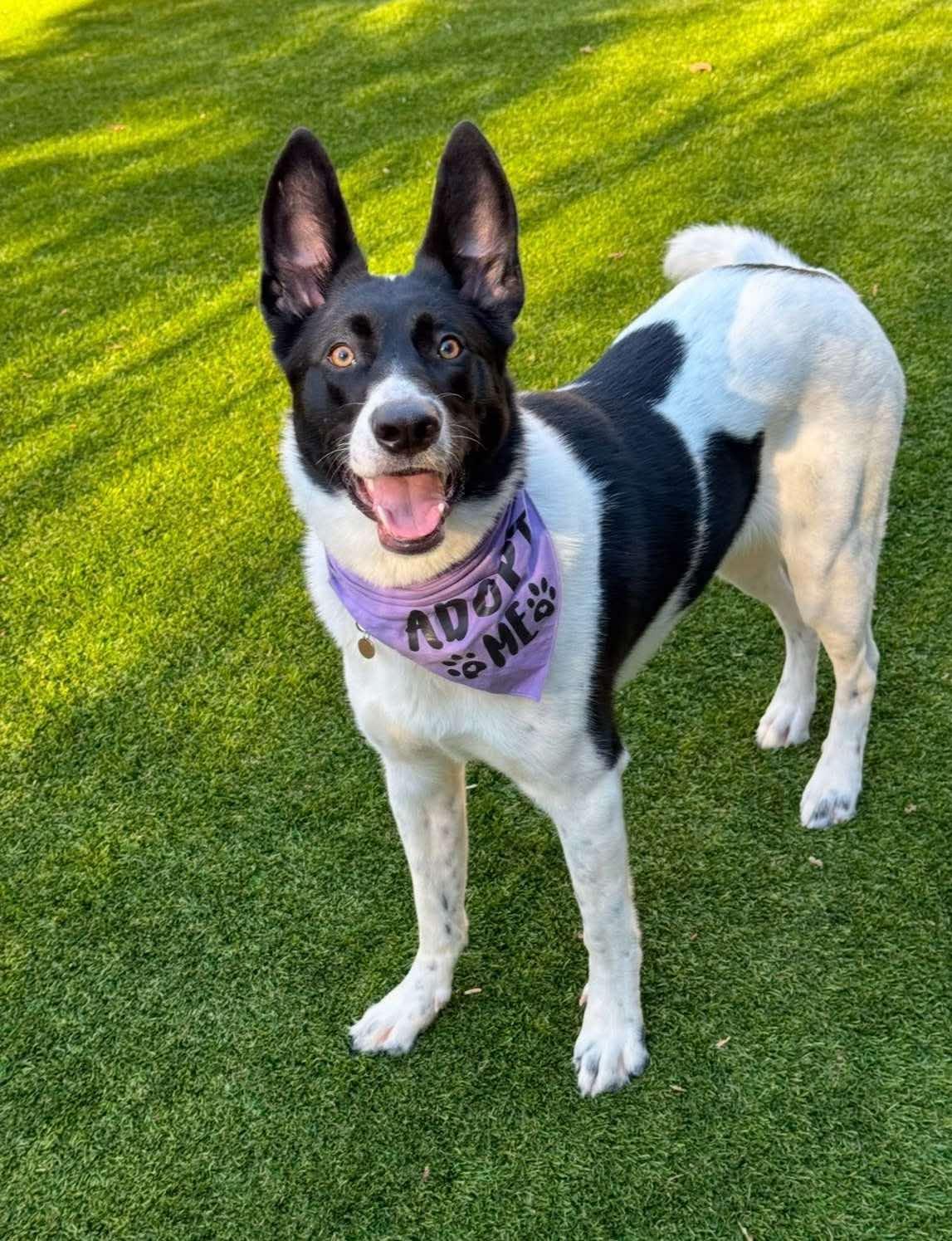 Piper, Adoptable, Adult Female Border Collie.