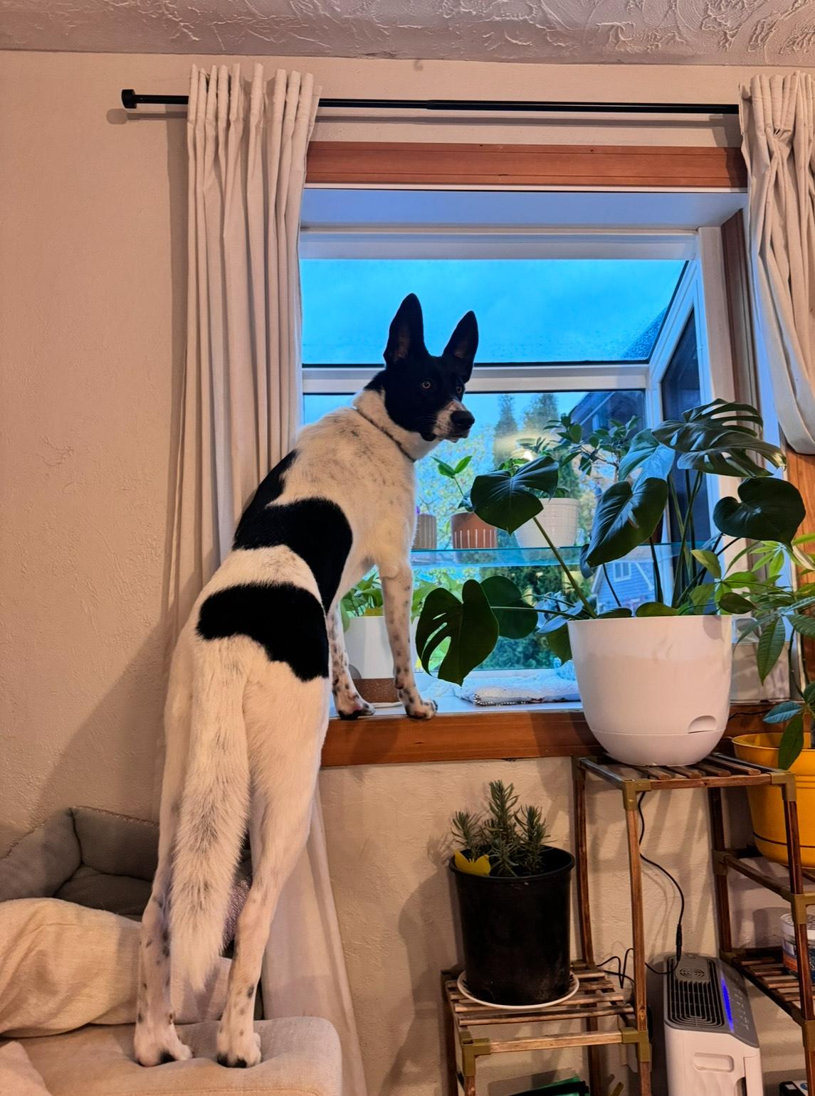 Enlarge Piper, a Adoptable Border Collie in Vancouver, WA image 6/6