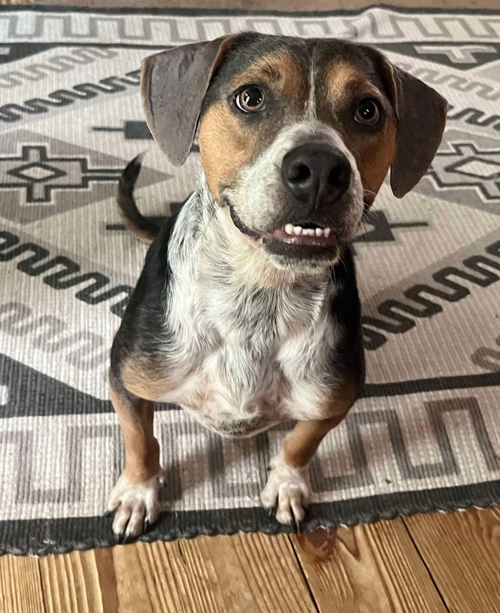 Gray, Adoptable, Puppy Male Mountain Cur.