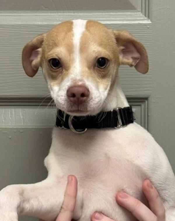Enlarge Tripp, a Adoptable mixed breed in Littleton, CO image 1/1