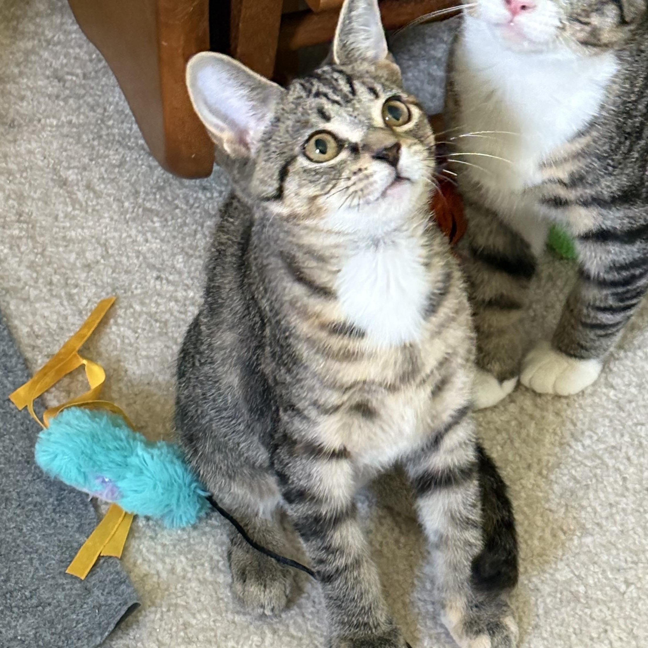 Petunia (aka Tuni), a Adoptable Tabby in Avondale, PA image 3/3