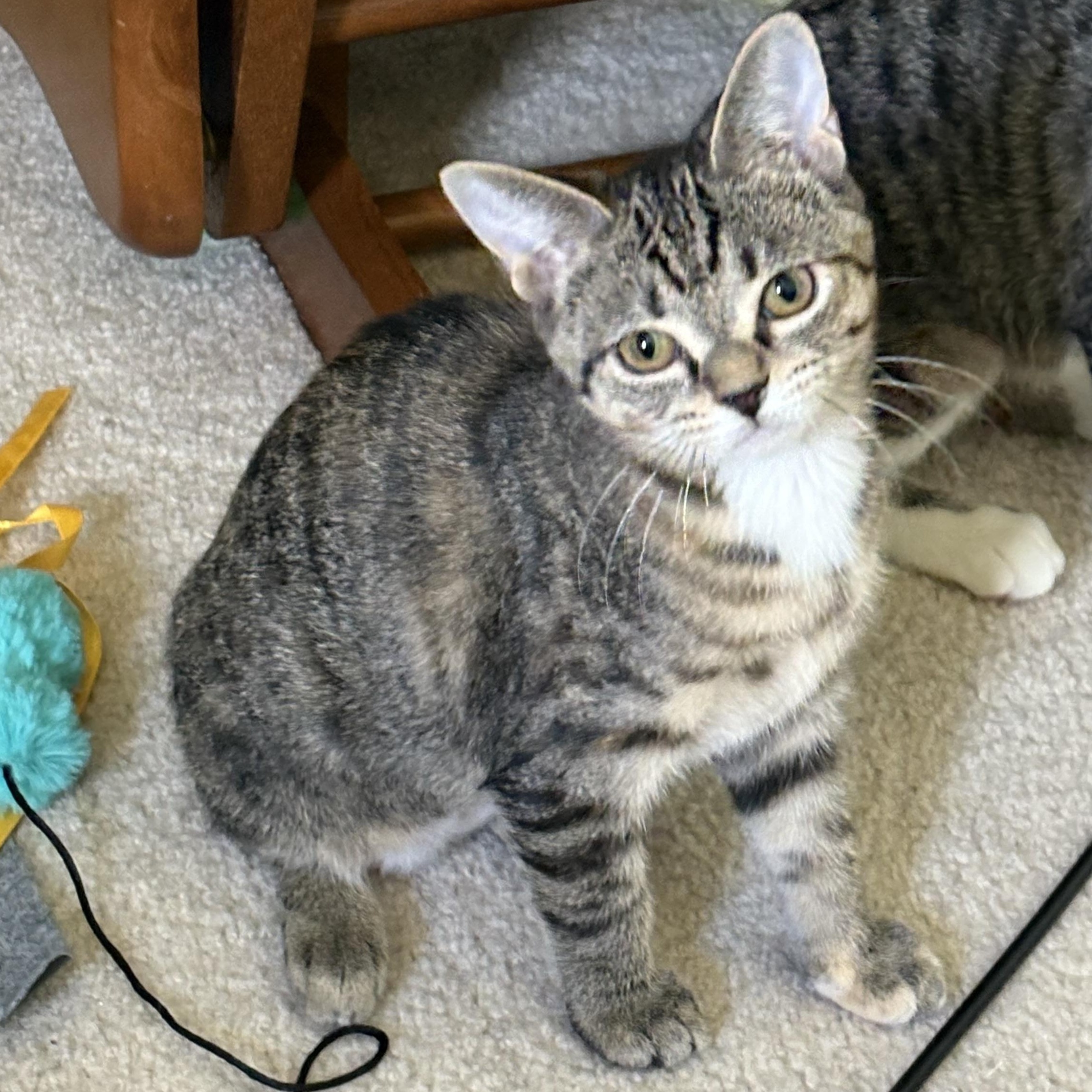 Petunia (aka Tuni), a Adoptable Tabby in Avondale, PA image 2/3