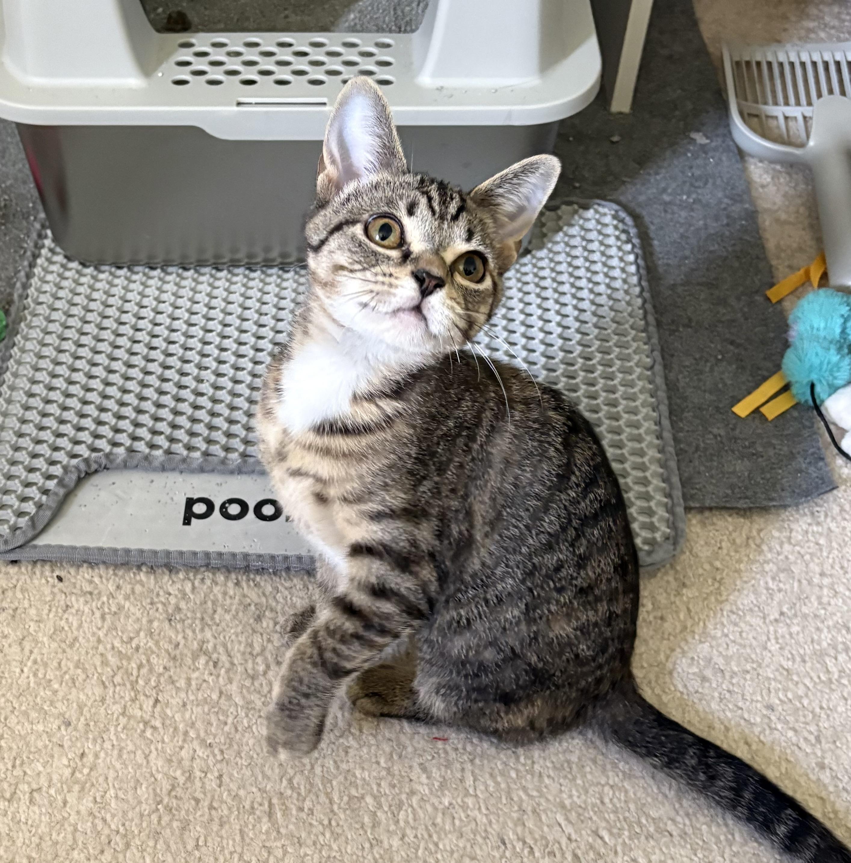 Petunia (aka Tuni), Adoptable, Young Female Tabby.