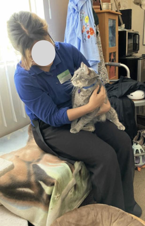 Enlarge Tommy, a Adoptable Domestic Short Hair in San Diego, CA image 3/5