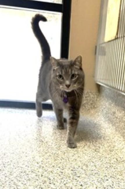 Enlarge Tommy, a Adoptable Domestic Short Hair in San Diego, CA image 4/5