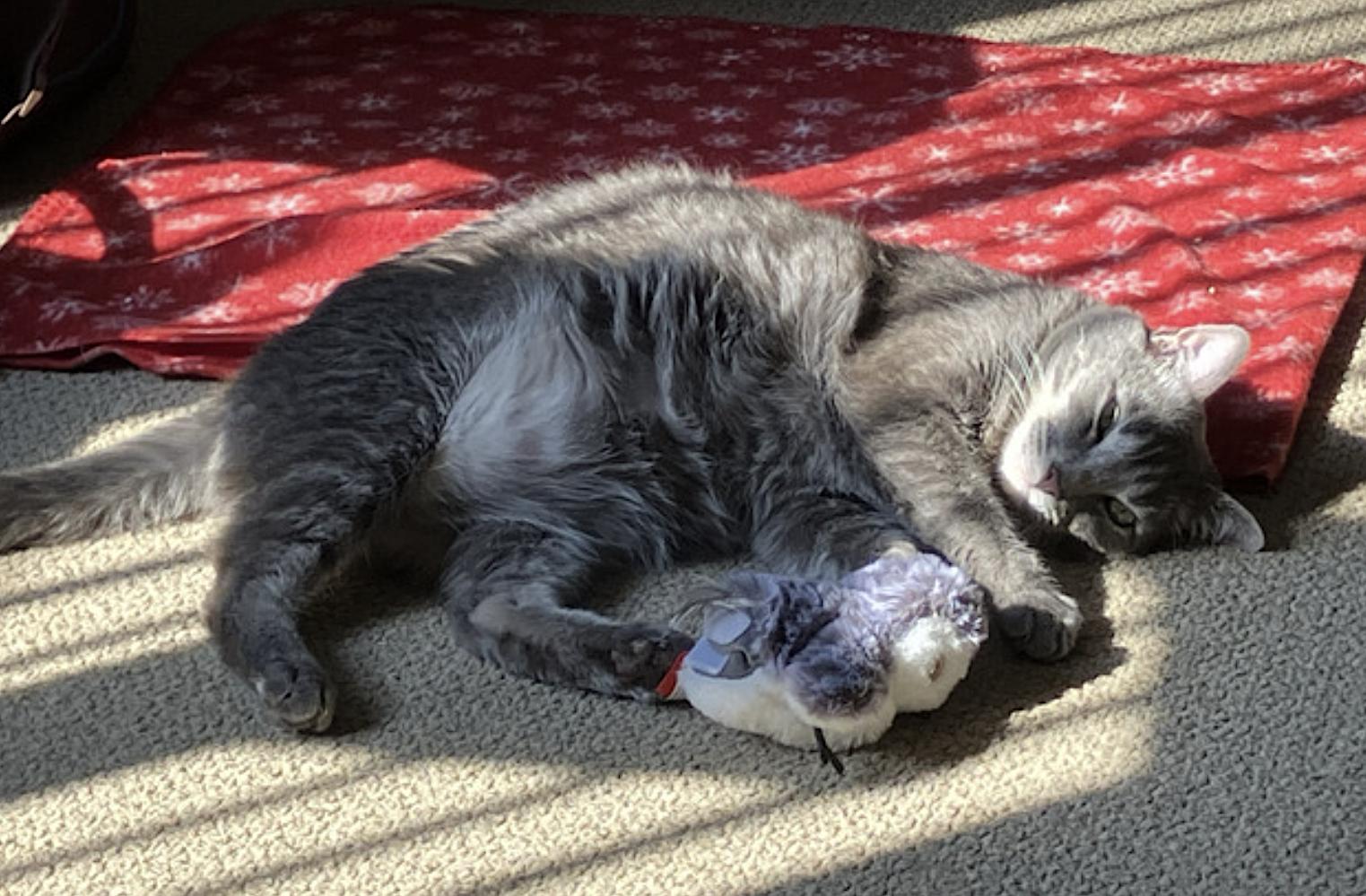 Enlarge Tommy, a Adoptable Domestic Short Hair in San Diego, CA image 2/5